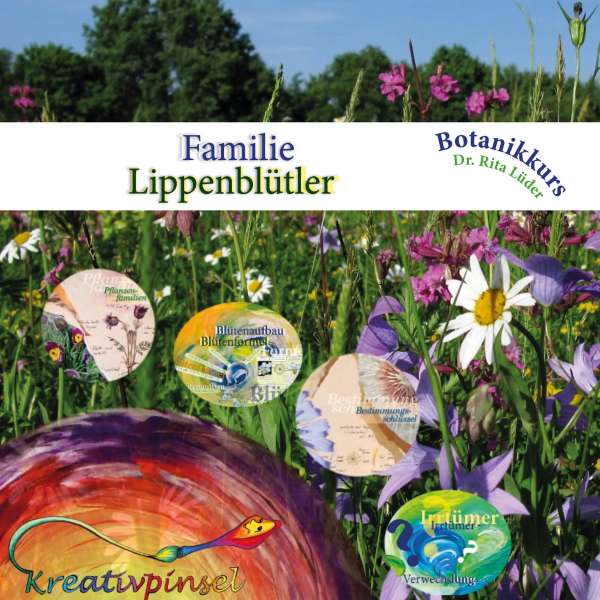 Videokurs: Familie Lippenblütler Kompaktkurs [Digital]